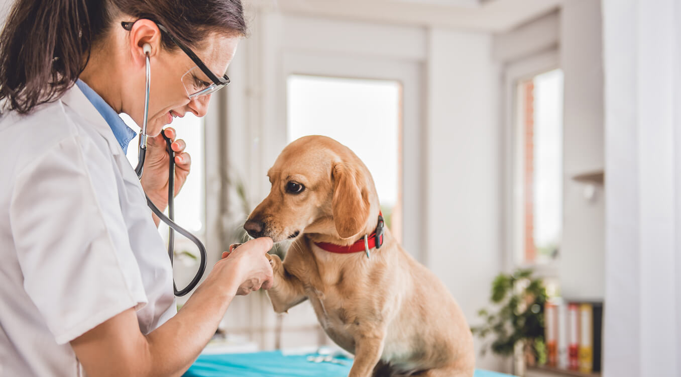 pagar as contas do veterinário