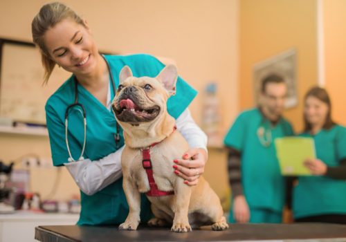 Florence aborda atuação do médico veterinário no mercado de trabalho em palestra gratuita