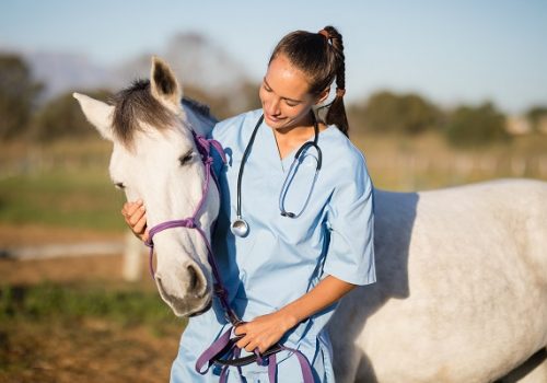 Florence parabeniza médicos veterinários pelo seu dia