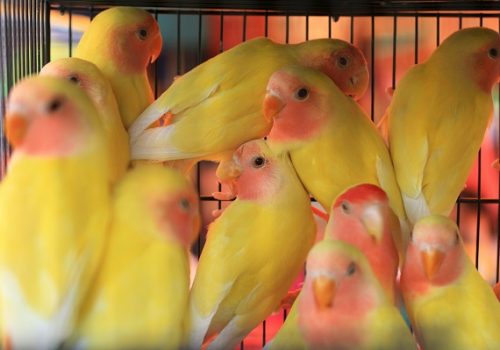 Docentes da Florence falam sobre o combate ao comércio ilegal de animais