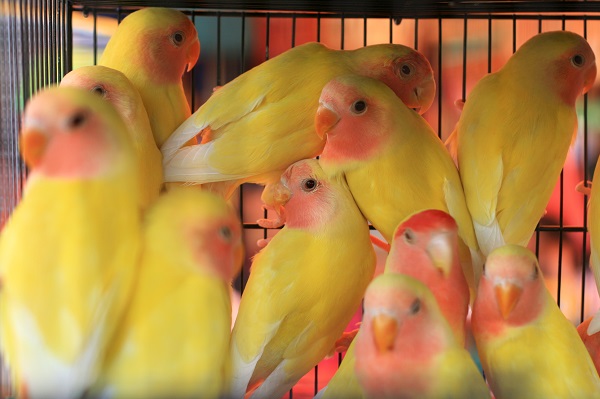 Docentes da Florence falam sobre o combate ao comércio ilegal de animais