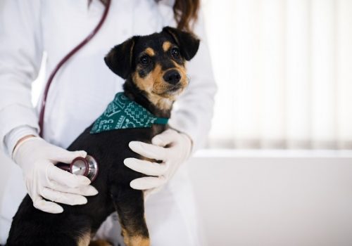 Docente da Florence fala sobre a expansão do mercado pet no Brasil