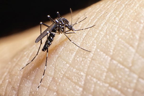 Florence alerta para o Dia Nacional de Combate ao Mosquito Aedes Aegypti