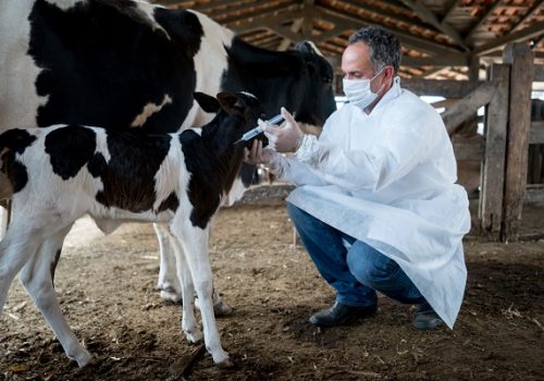 Entenda o papel da Medicina Veterinária no agronegócio