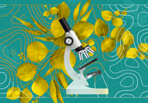 Coordenadora de Farmácia da Florence participa do 1º Congresso Internacional On-line de Fitoterapia