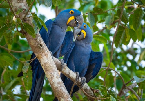 14 de março: data chama atenção para os direitos dos animais 