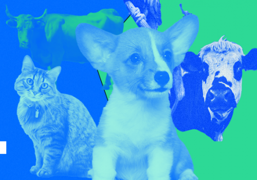 Dia Mundial da Medicina Veterinária destaca a área como primordial para o combate à Covid-19