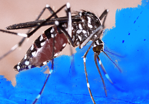 Florence alerta para medidas de prevenção à dengue
