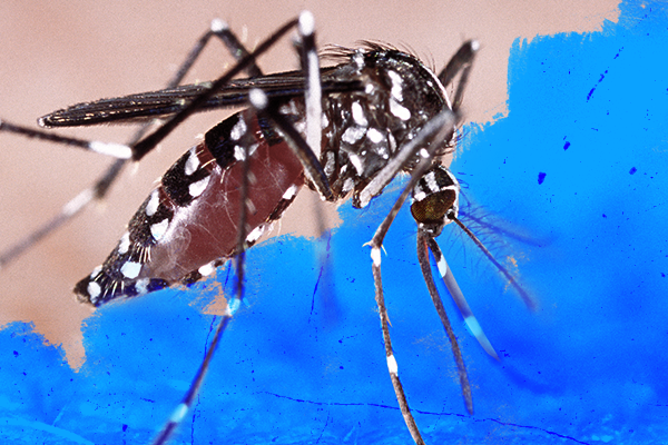 Florence alerta para medidas de prevenção à dengue