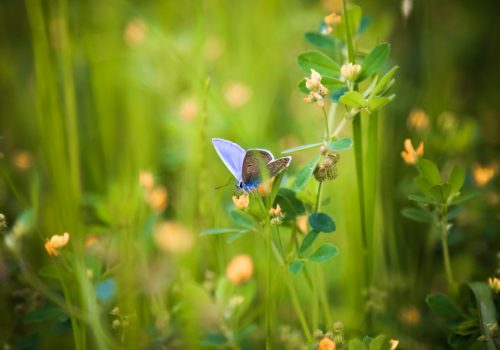 Dia Internacional da Biodiversidade: momento de refletir sobre a nossa existência