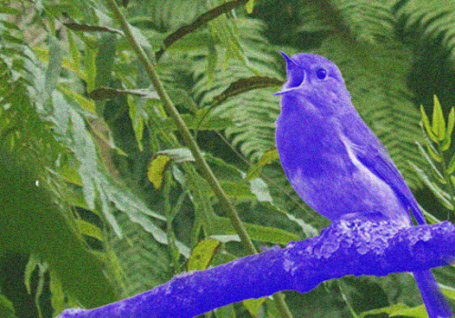 Dia Mundial do Meio Ambiente: data chama atenção para preservação dos recursos naturais 