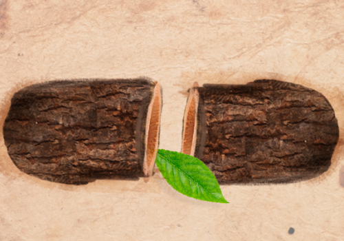 Dia Nacional da Educação Ambiental: data fortalece busca por uma sociedade sustentável