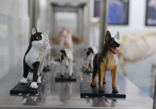 Laboratório de Anatomia de Medicina Veterinária proporciona aprendizado diferenciado com peças 3D