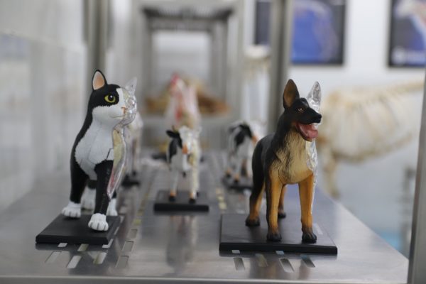Laboratório de Anatomia de Medicina Veterinária proporciona aprendizado diferenciado com peças 3D