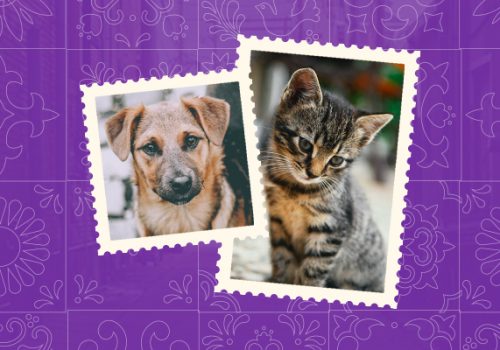 Saiba mais sobre a importância do médico veterinário na saúde pública do Maranhão