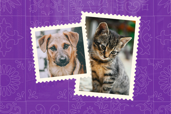 Saiba mais sobre a importância do médico veterinário na saúde pública do Maranhão