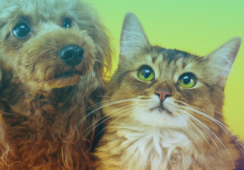 Novembro Azul Pet: Florence promove ação de saúde para os animais