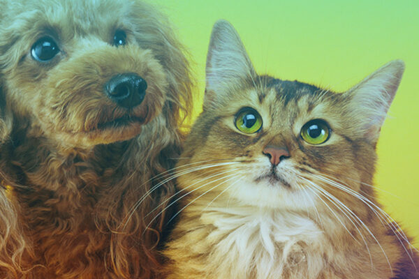 Novembro Azul Pet: Florence promove ação de saúde para os animais