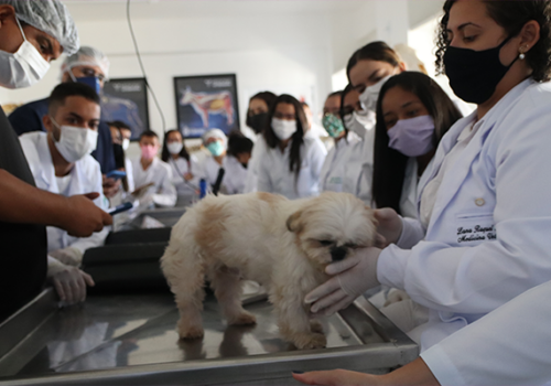 Alunos de Medicina Veterinária têm aula prática sobre ultrassonografia veterinária em cães e gatos