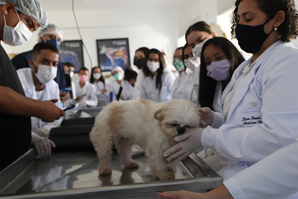 Alunos de Medicina Veterinária têm aula prática sobre ultrassonografia veterinária em cães e gatos