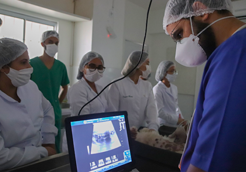Alunos do curso de Medicina Veterinária da Florence participam de prática de ultrassonografia gestacional