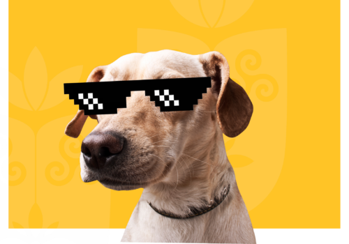 Dia Mundial do Cachorro é comemorado nesta sexta-feira (26)