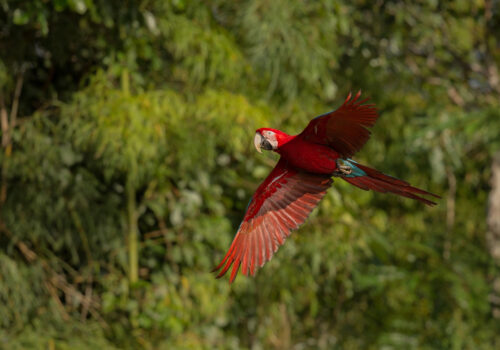 Dia da Amazônia é comemorado no dia 5 de setembro