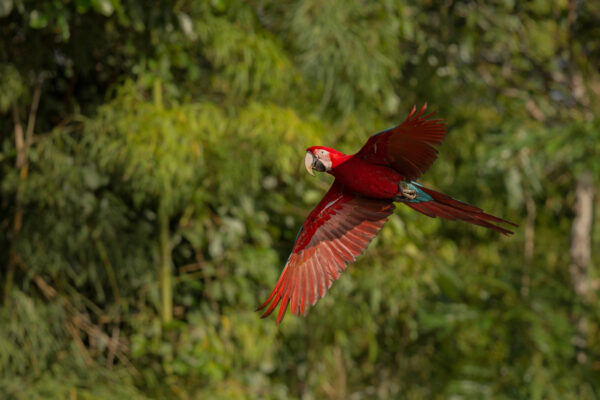 Dia da Amazônia é comemorado no dia 5 de setembro