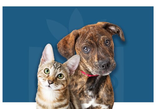 Câncer de próstata pode acometer cães e gatos. Saiba como prevenir!