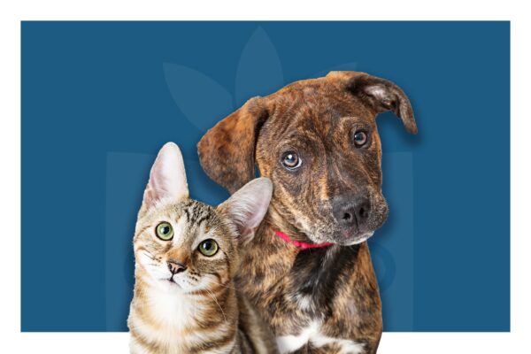 Câncer de próstata pode acometer cães e gatos. Saiba como prevenir!