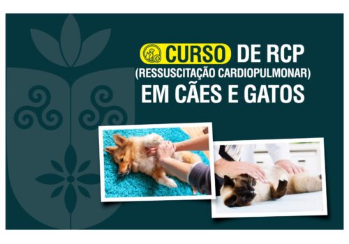 Faculdade Florence promove curso de RCP em cães e gatos