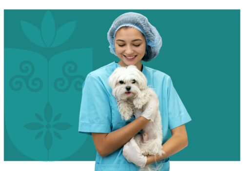 Faculdade Florence abre seleção para novos membros da Liga de Anestesia e Analgesia Veterinária (LAAV)