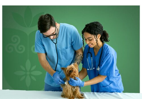 Florence promove mesa-redonda sobre anestesia na rotina veterinária