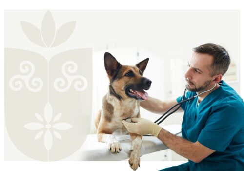 Faculdade Florence abre inscrições para novos membros da LACCPET