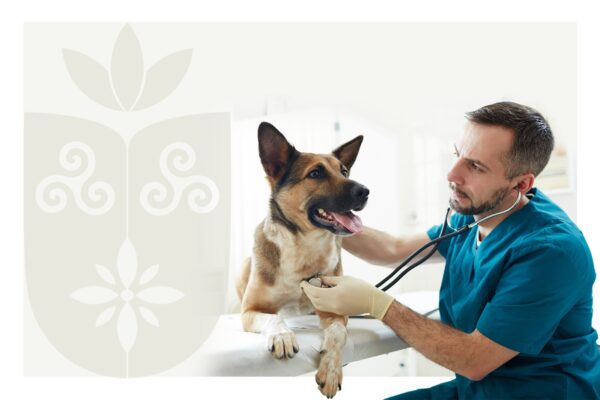 Faculdade Florence abre inscrições para novos membros da LACCPET